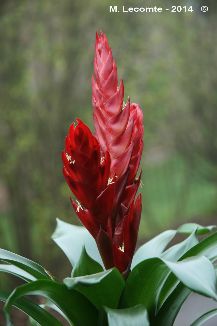 Bromelia sp