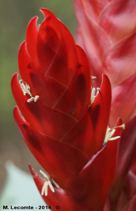 Bromelia sp