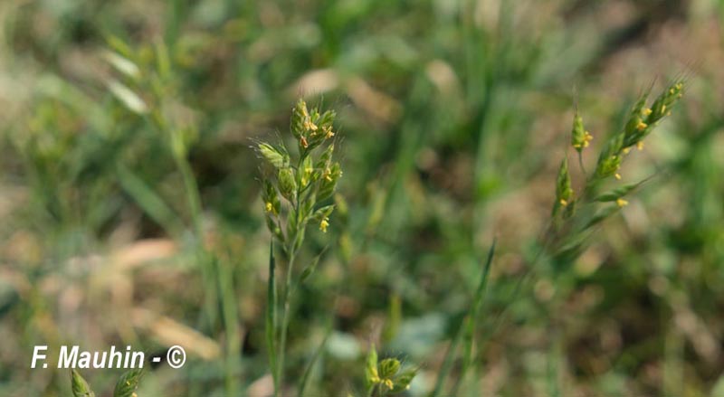Bromus hordeaceus (brome mou)
