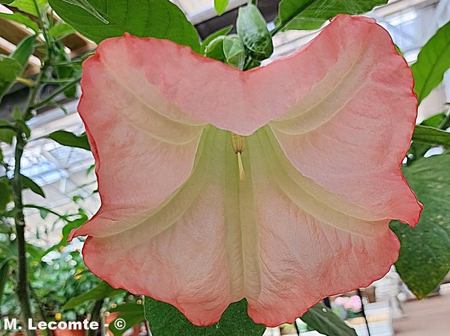 Brugmansia suaveolens