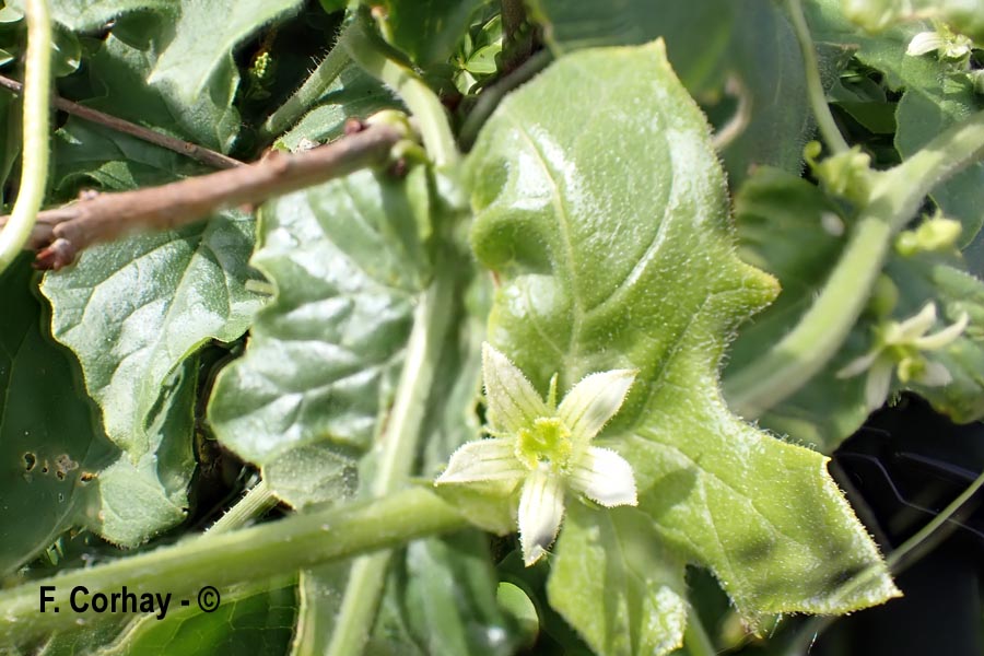Bryonia dioica