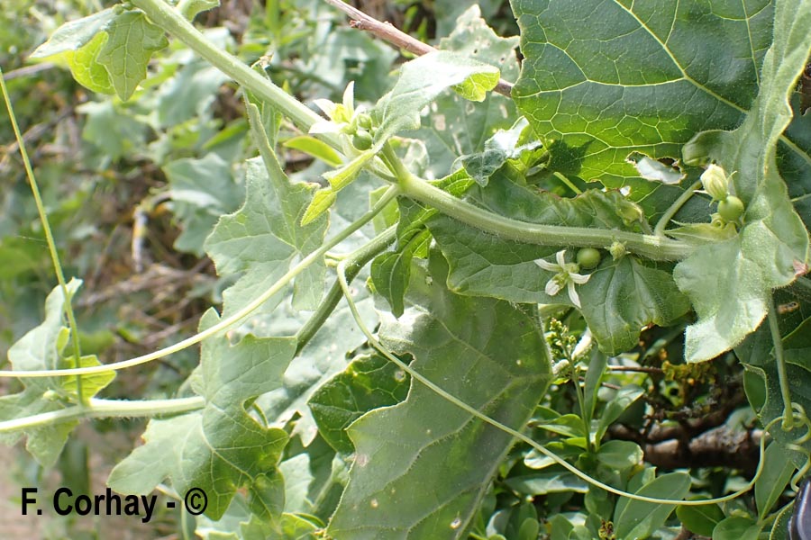 Bryonia dioica