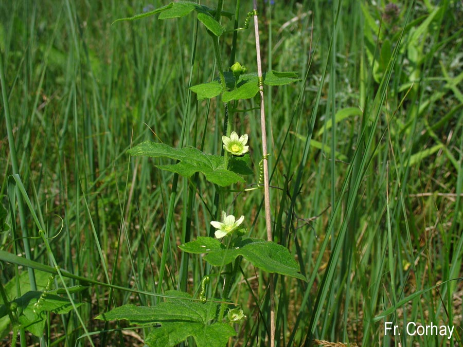 Bryonia dioica