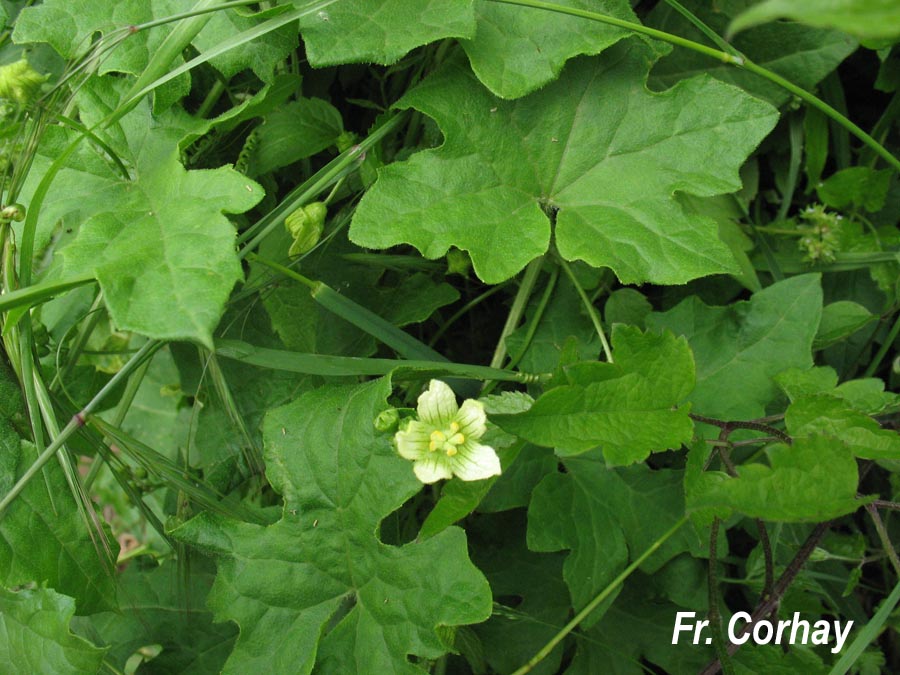 Bryonia dioica