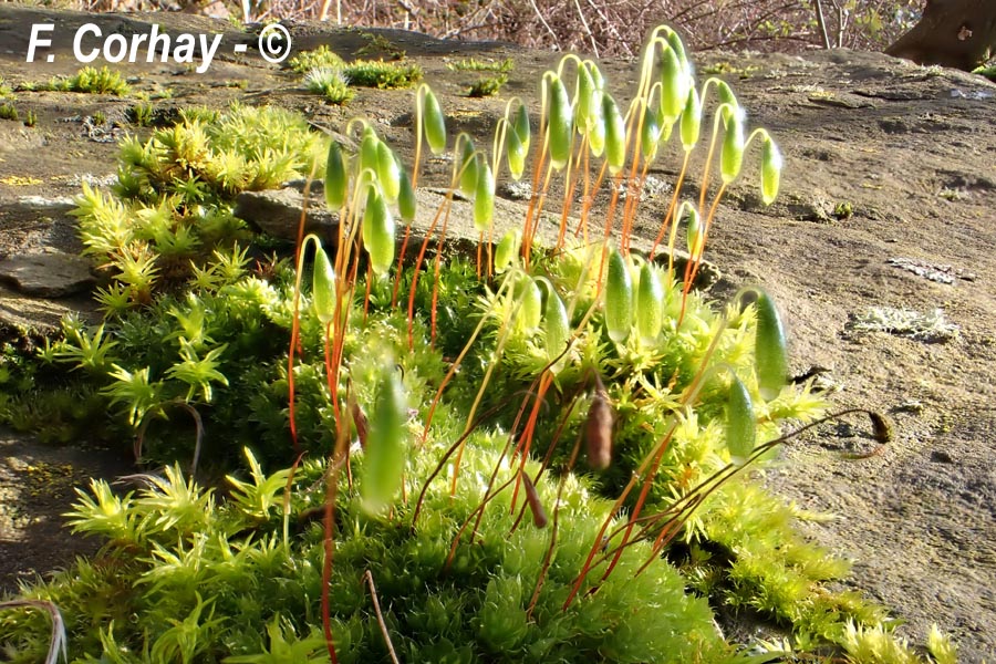 Bryum capillare (Ptychostomum capillare)