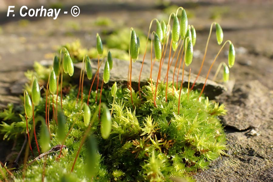 Bryum capillare (Ptychostomum capillare)