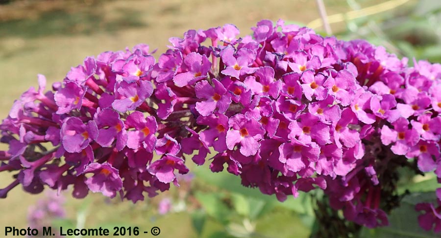 Buddleja davidii