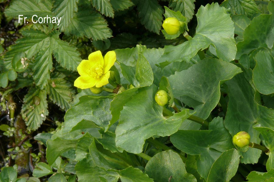 Caltha palustris