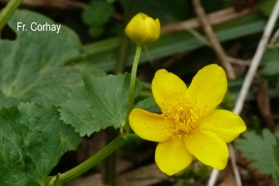 Caltha palustris