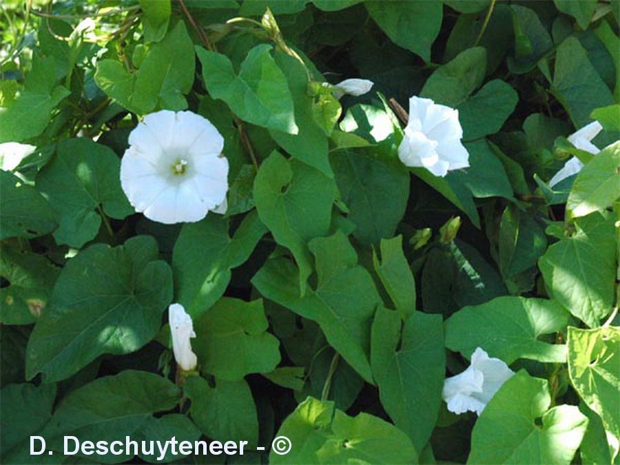 Convolvulus sepium (Calystegia sepium)