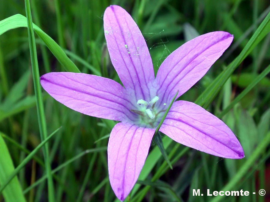 Campanula patula