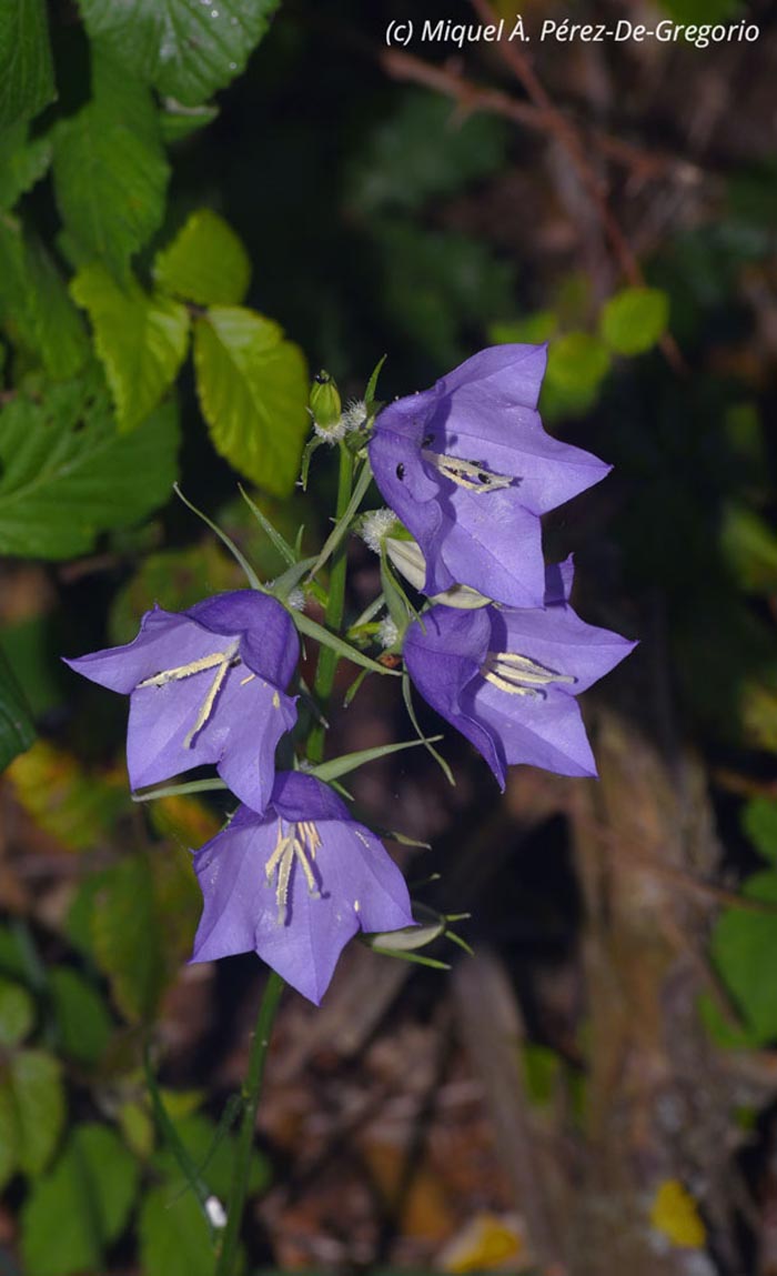 Campanula persicifolia