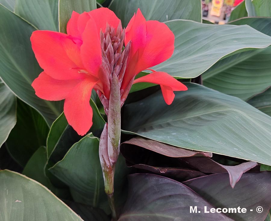 Canna x generalis (canna commun)