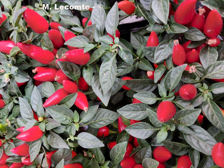 Capsicum annuum (piment annuel, paprika)