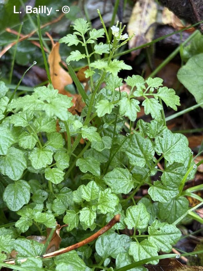 Cardamine flexuosa (cardamine des bois, flexueuse)