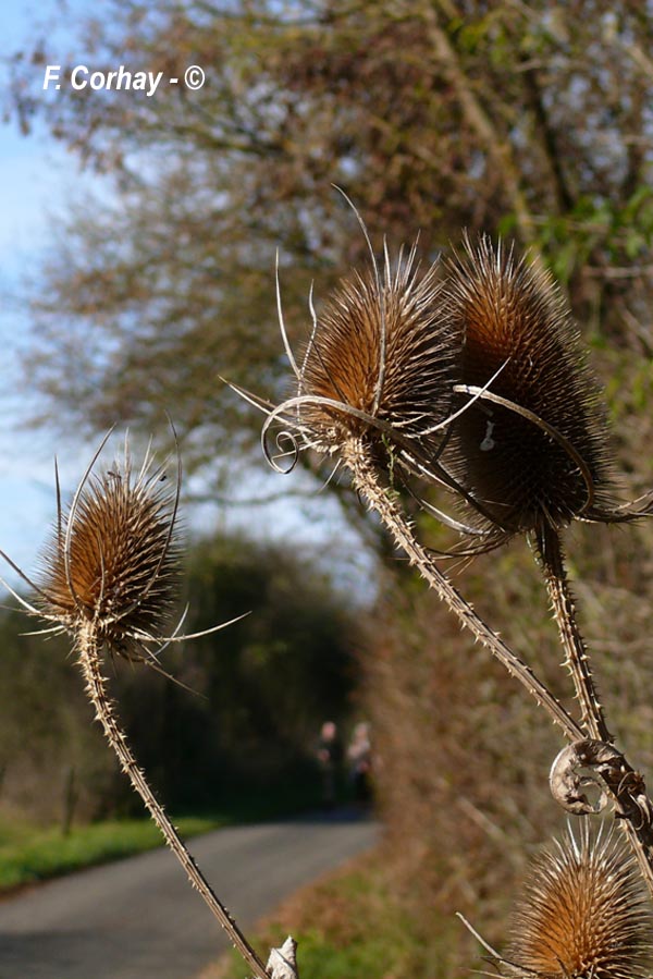 Dipsacus fullonum (D. sylvestris) (cabaret des oiseaux)