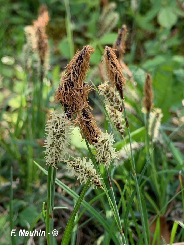 Carex flacca (Carex glauca)