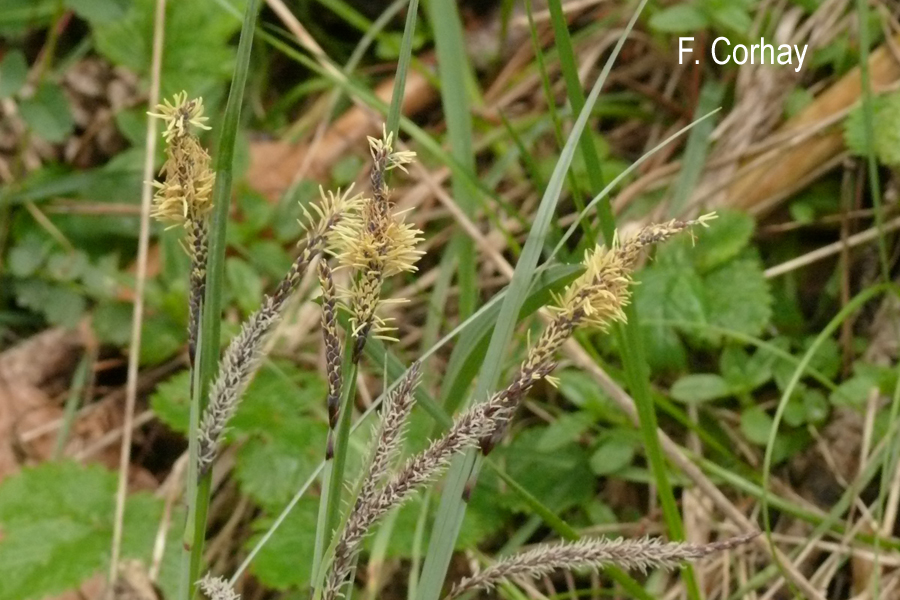 Carex flacca (= C. glauca)