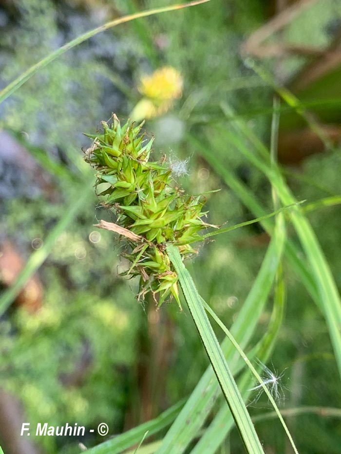 Carex otrubae (carex d'Otruba, laîche couleur de renard)