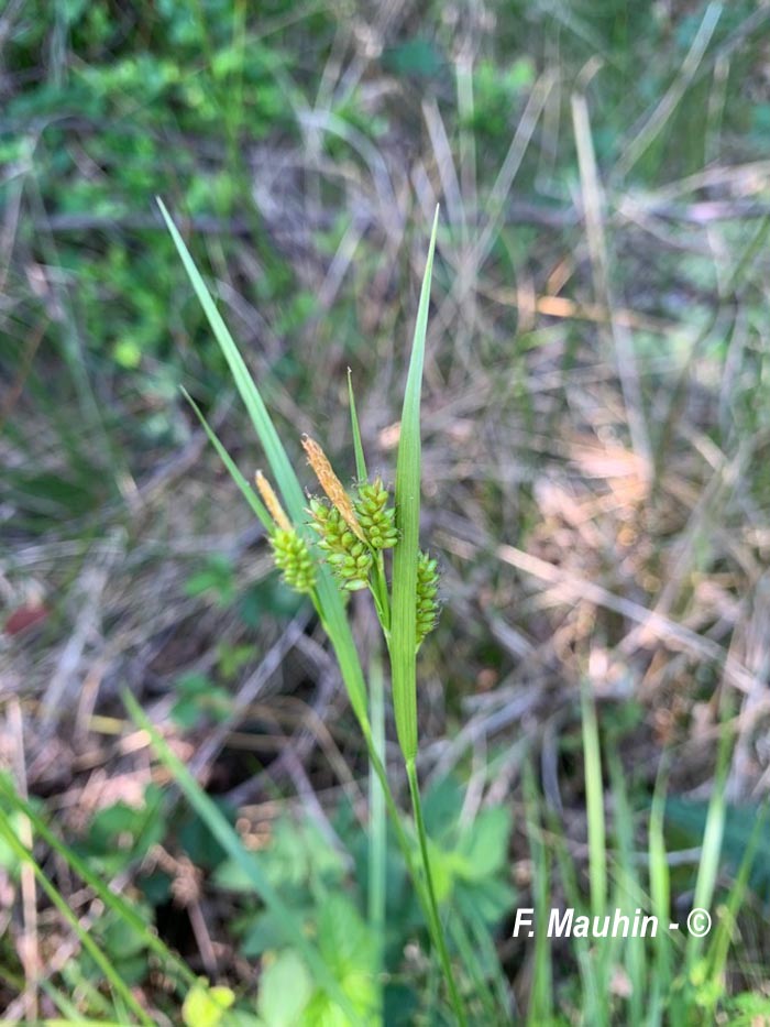 Carex pallescens (laîche pâle, carex pâle)