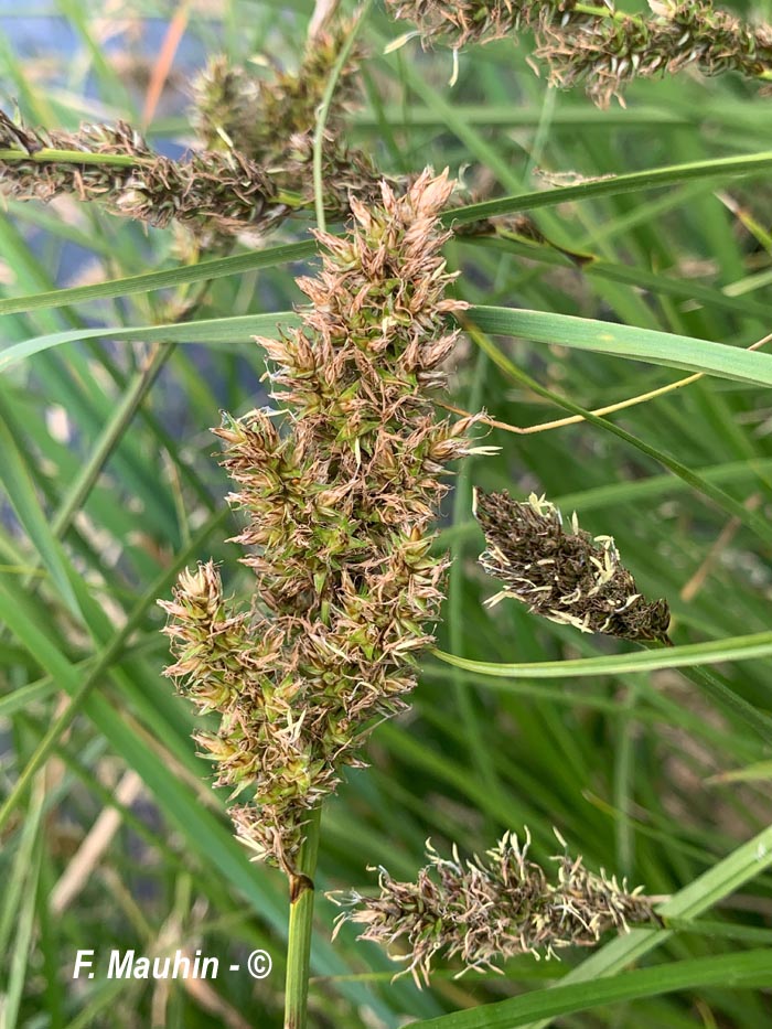 Carex paniculata (laîche paniculée, carex paniculé)