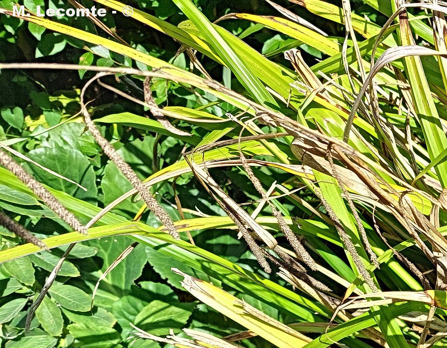 Carex pendula (laîche à épis pendants, carex pleureur)