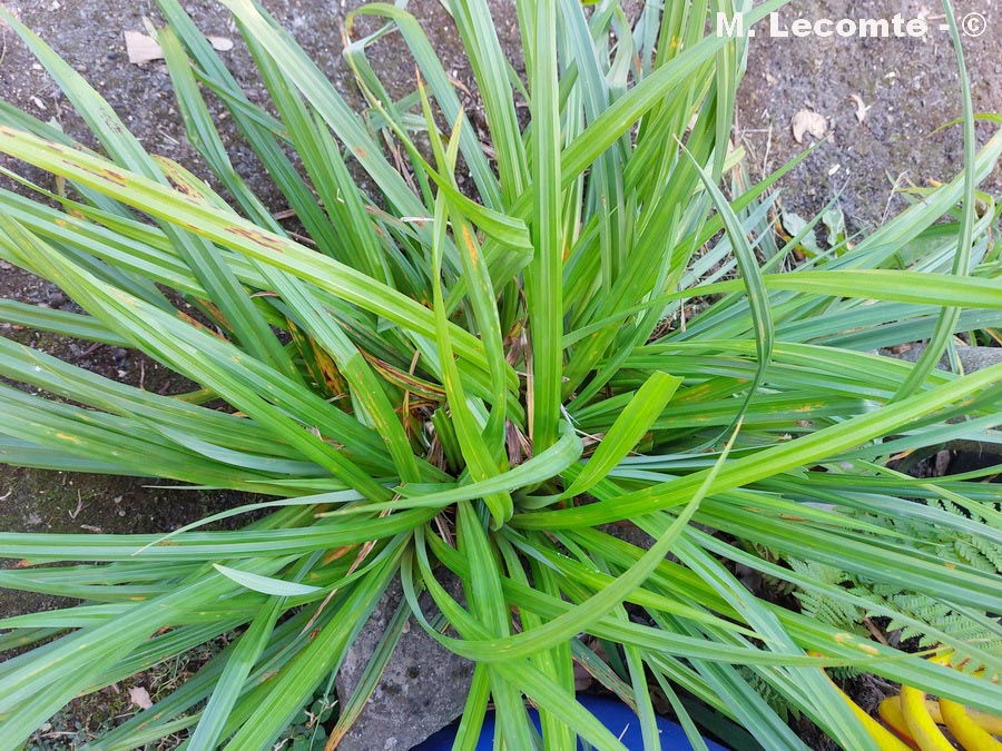 Carex pendula (laîche à épis pendants, carex pleureur)