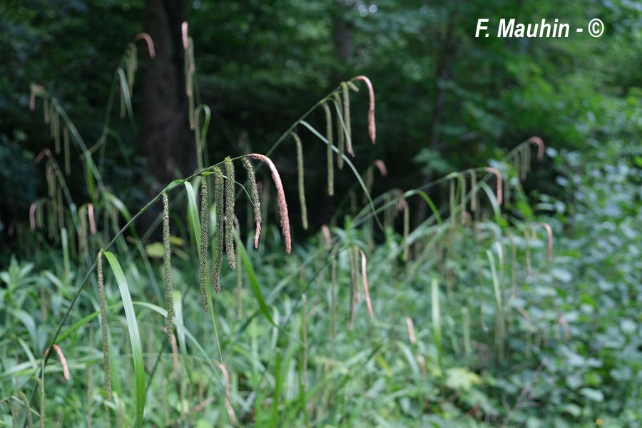 Carex pendula (laîche à épis pendants, carex pleureur)