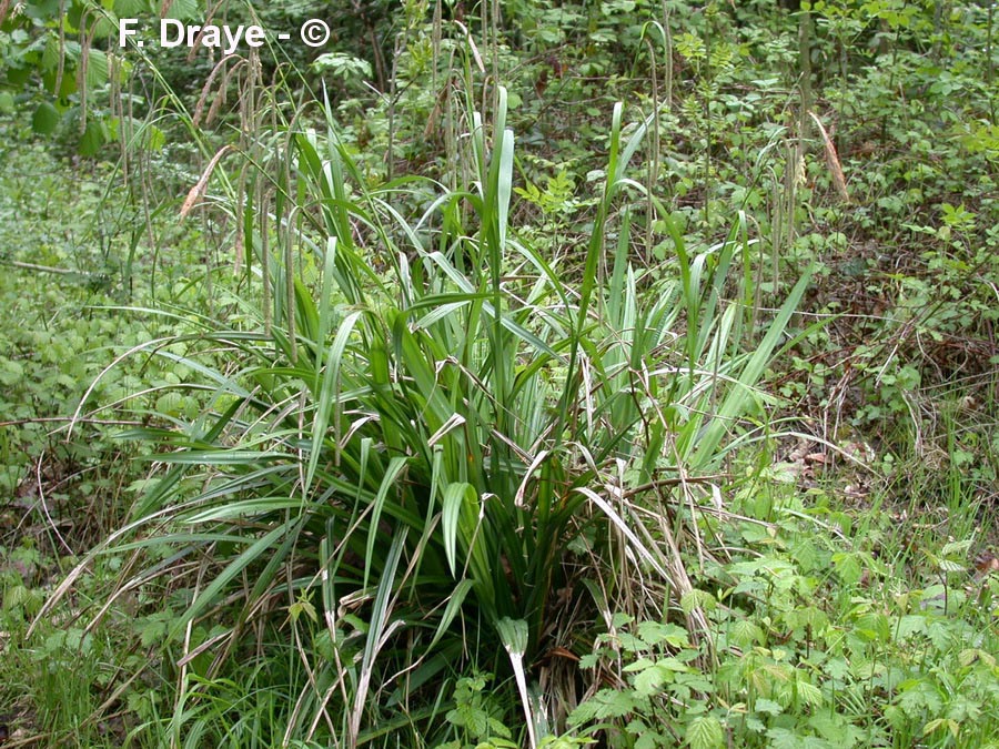 Carex sylvatica