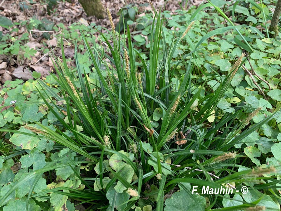 Carex sylvatica (laîche des bois, carex des bois)