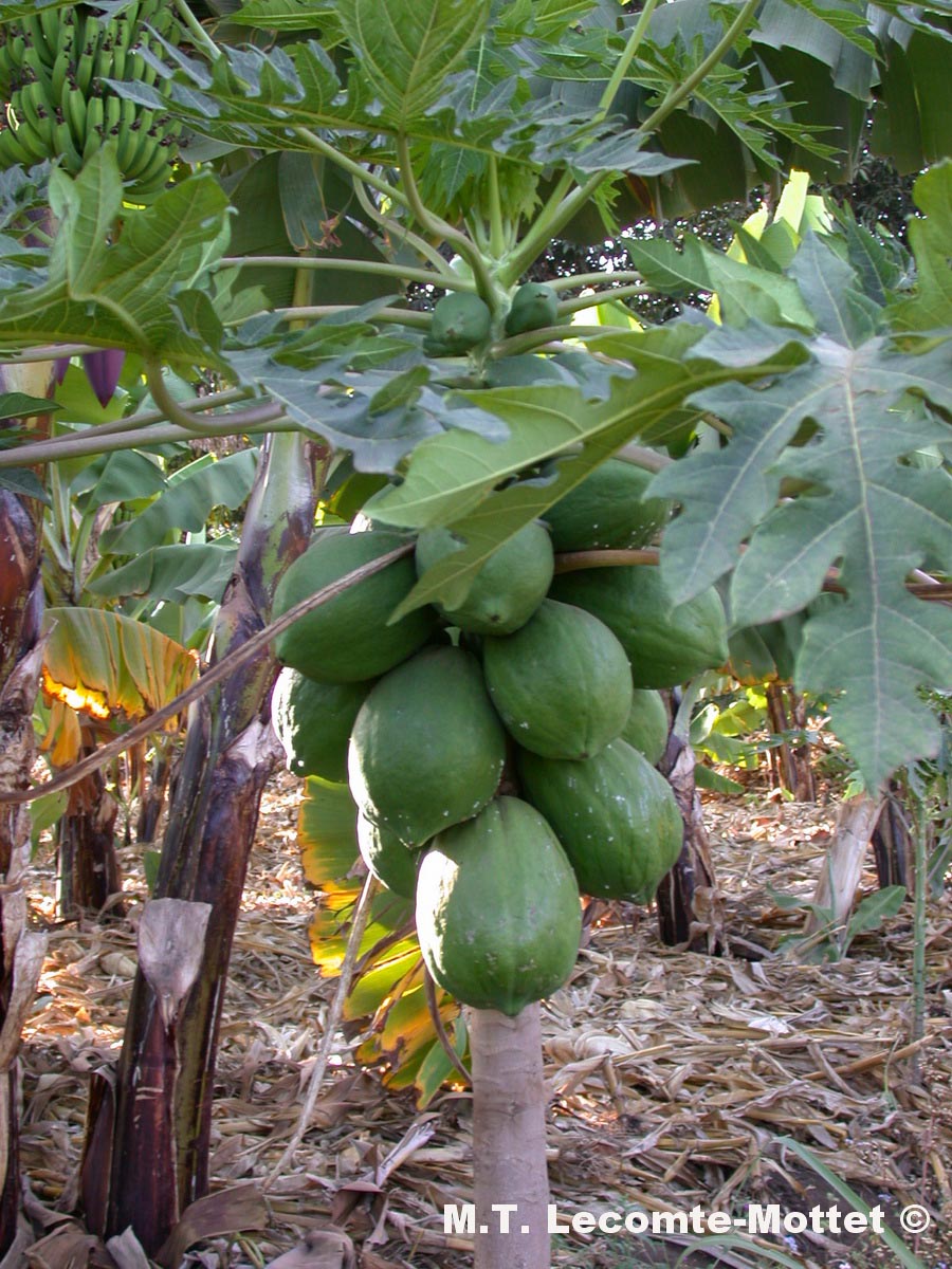 Carica pubescens (cacayer de montagne)