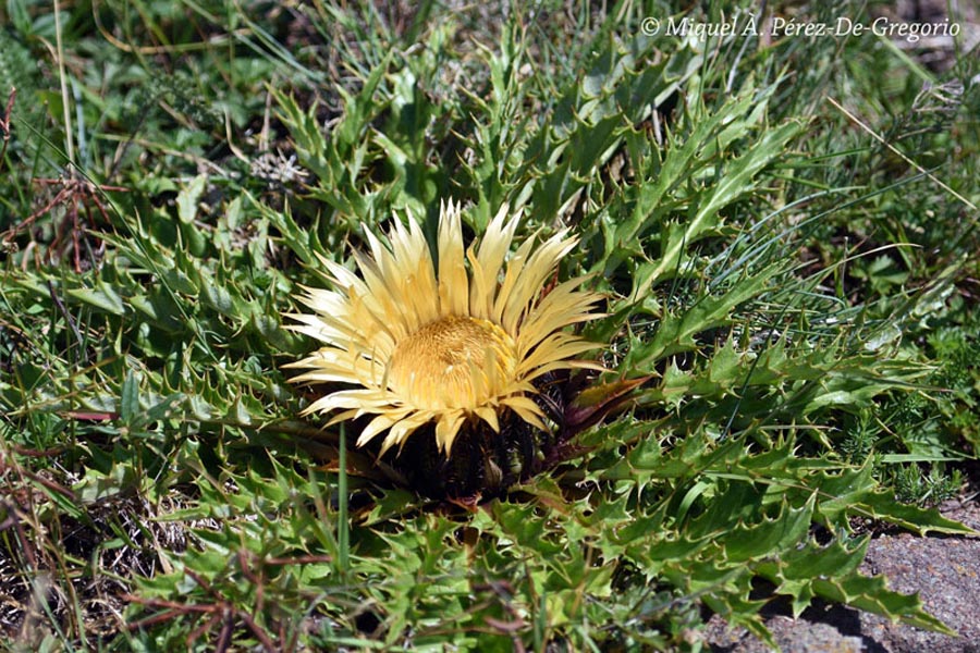 Carlina acanthifolia