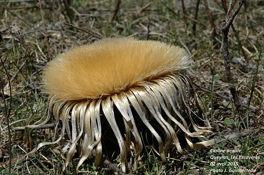 Carlina acaulis