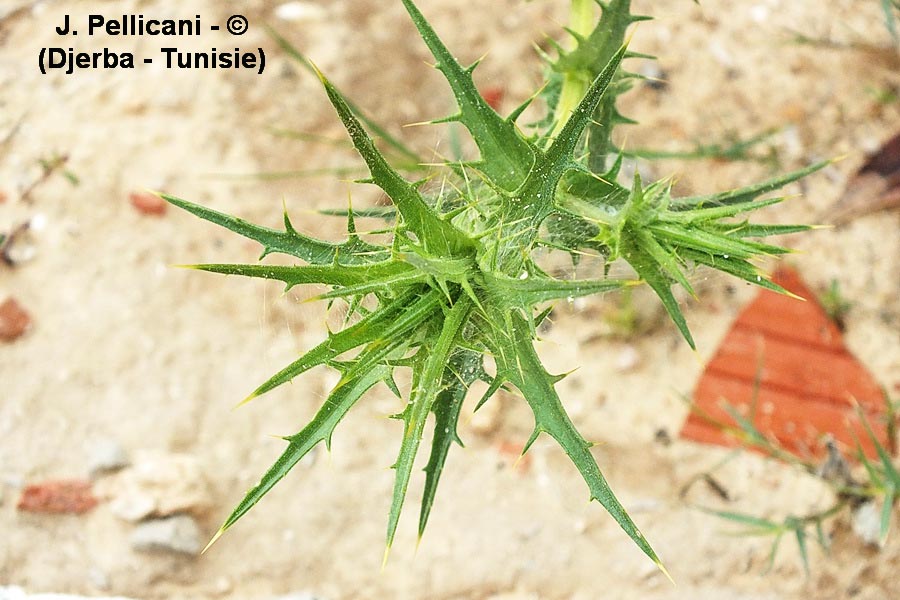 Carthamus lanatus (carthame laineux)