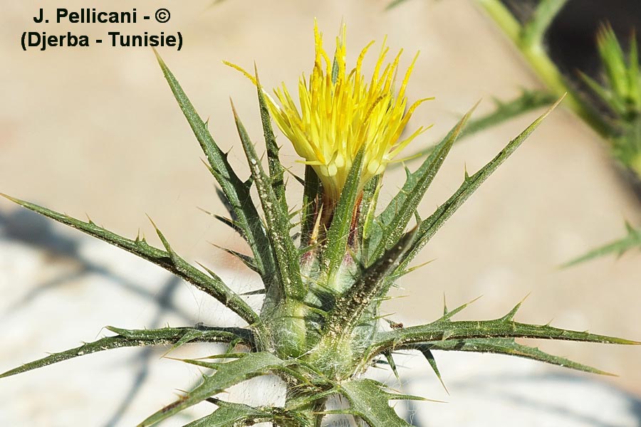 Carthamus lanatus (carthame laineux)