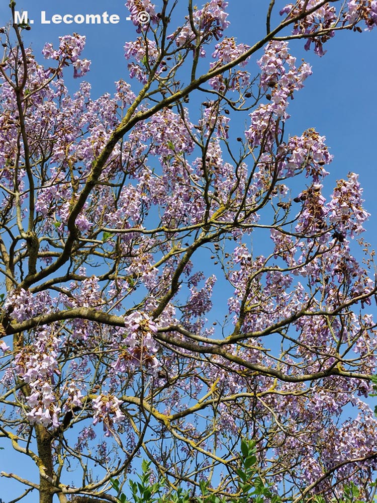 Catalpa bignonioides (catalpa commun)