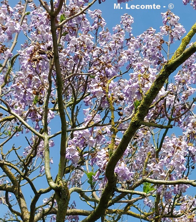 Catalpa bignonioides (catalpa commun)