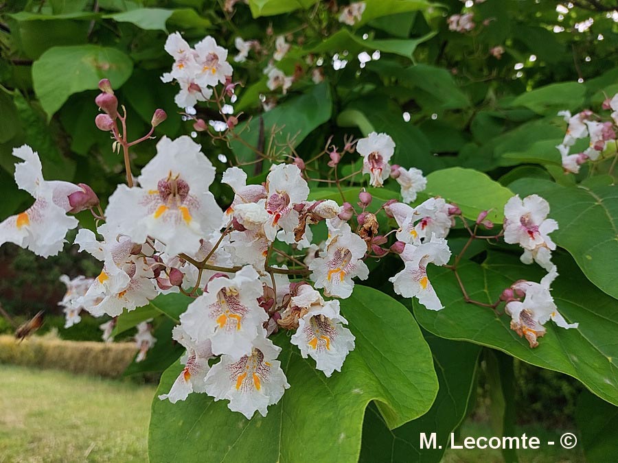 Catalpa bignonioides (catalpa commun)