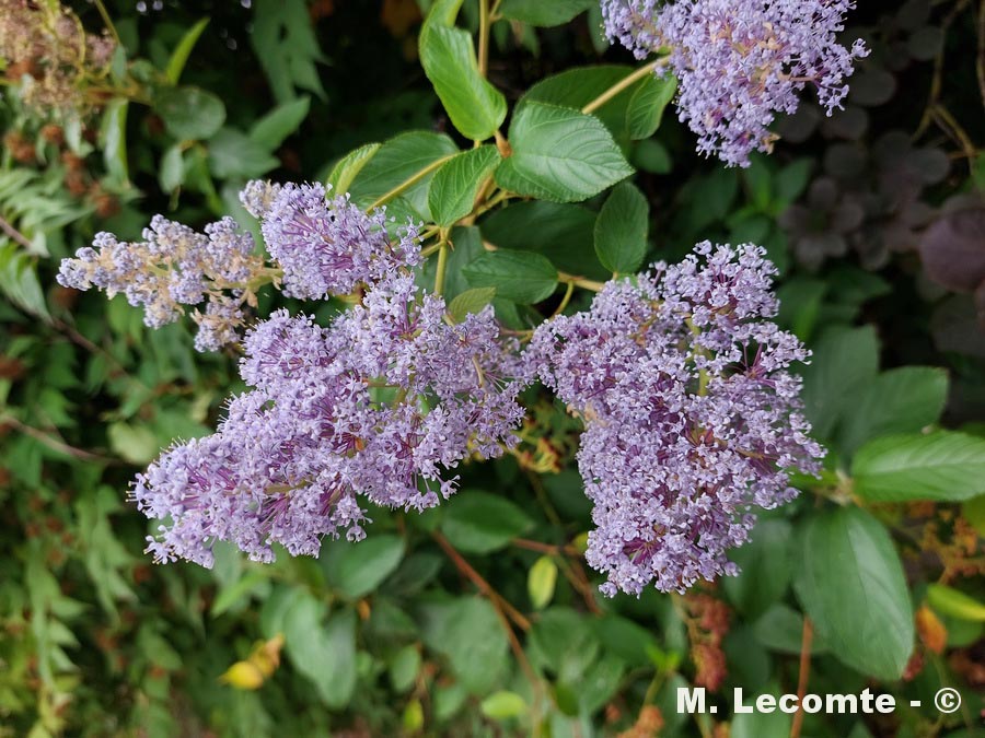 Ceanothus integerrimus (céanothe intègre)