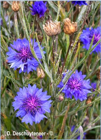 Centaurea cyanus