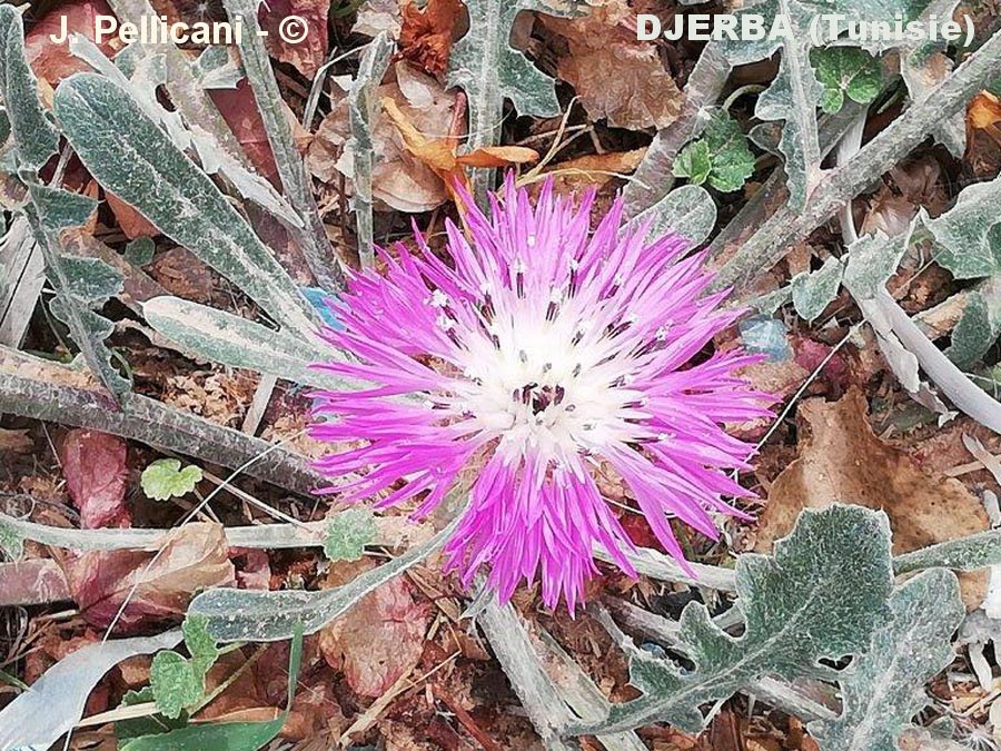 Centaurea bimorpha