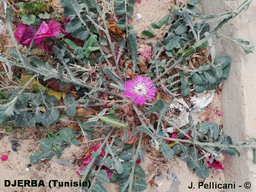 Centaurea bimorpha