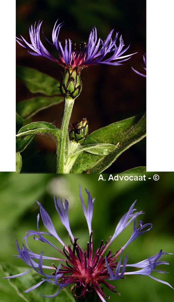 Centaurea montana
