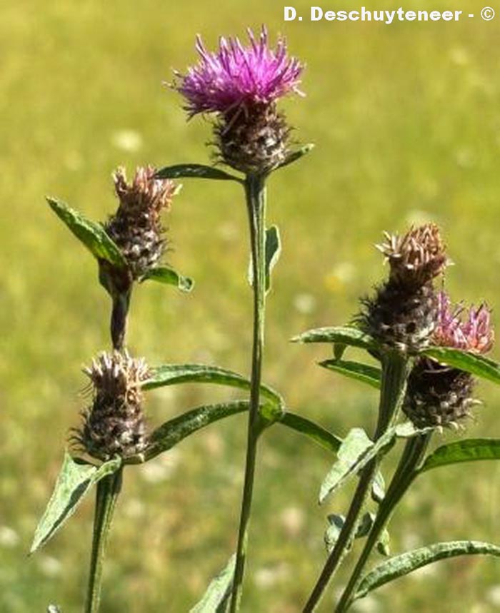 Centaurea nigra (centaurée noire)