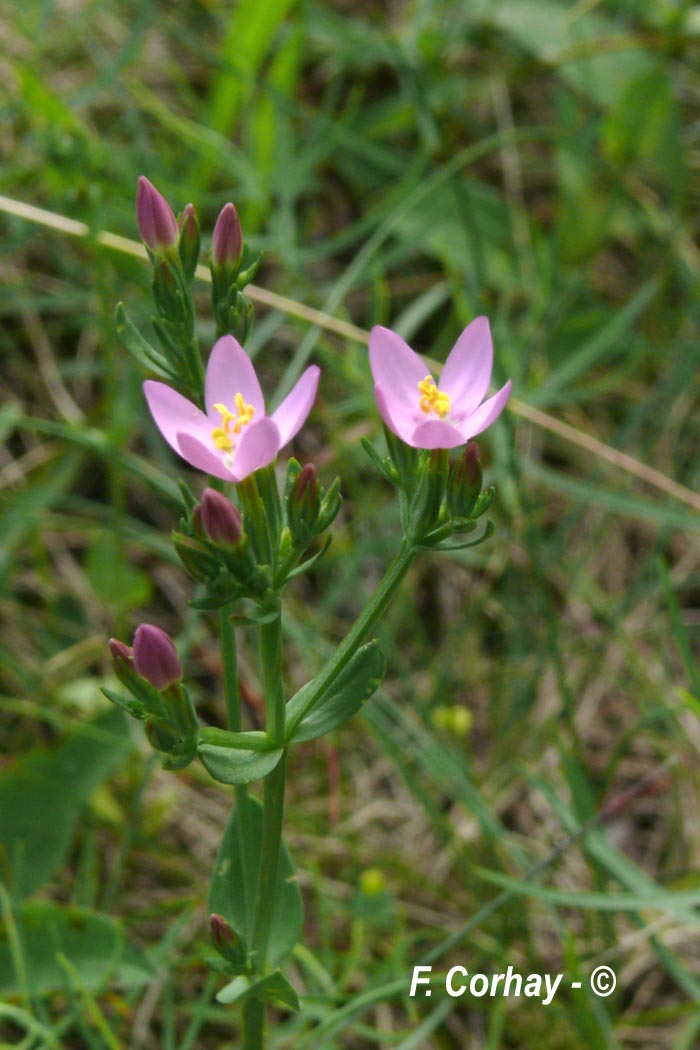 Centaurium erythraea (érythrée commune)