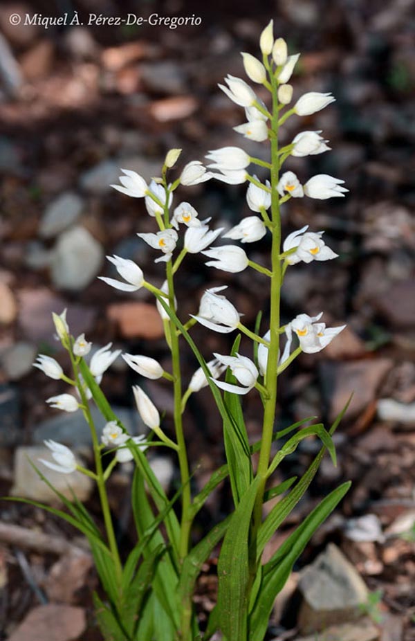 Cephalanthera longifolia