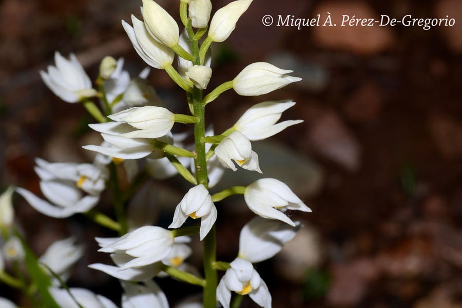 Cephalanthera longifolia