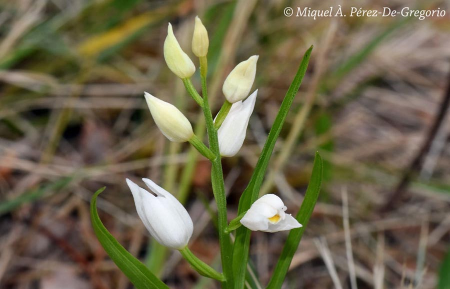 Cephalanthera longifolia