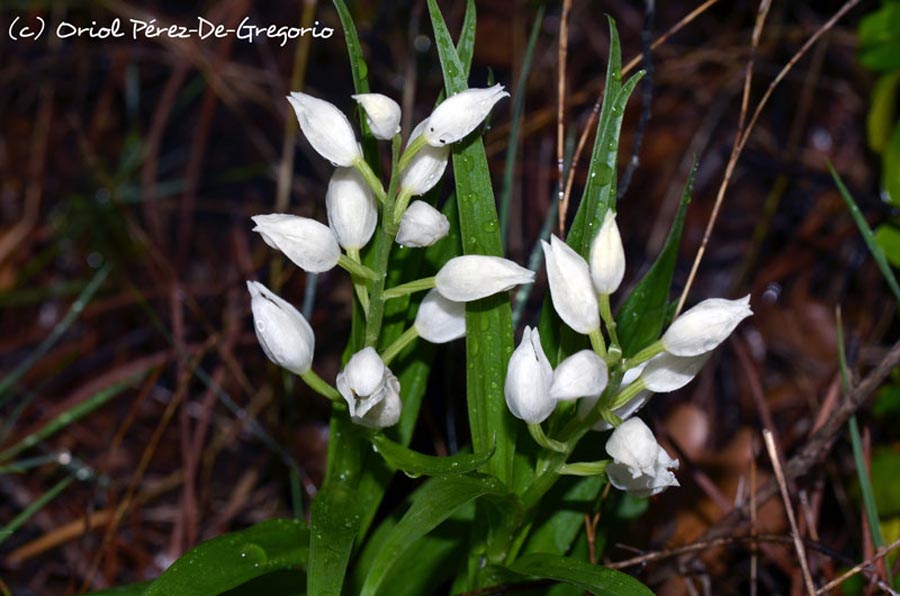 Cephalanthera longifolia