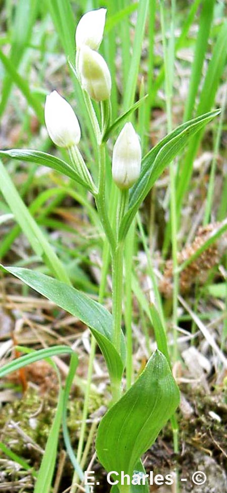 Cephalanthera damasonium